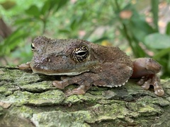 Itapotihyla langsdorffii