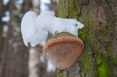 Fomitiporia hartigii