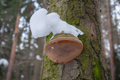 Fomitiporia hartigii