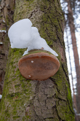 Fomitiporia hartigii