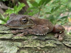 Itapotihyla langsdorffii