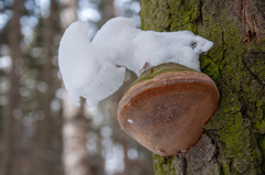 Fomitiporia hartigii