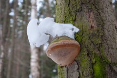 Fomitiporia hartigii