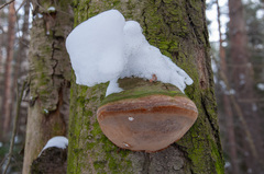 Fomitiporia hartigii