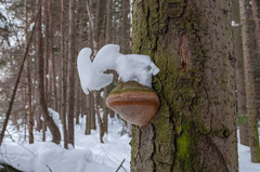 Fomitiporia hartigii