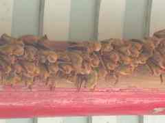 Myotis formosus flavus