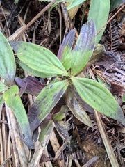 Oldenlandia mellii