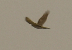 Accipiter nisus