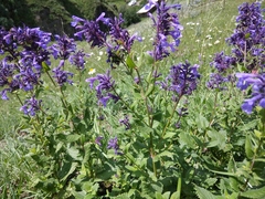 Nepeta grandiflora