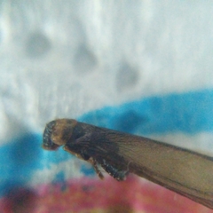 Kalotermes flavicollis