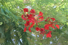 Delonix regia