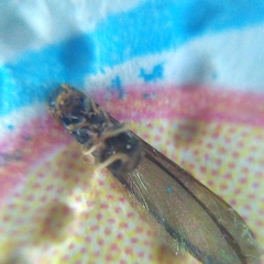 Kalotermes flavicollis