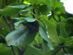 Myotis formosus flavus