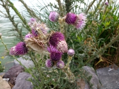 Cirsium