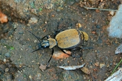Graphipterus limbatus