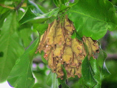 Myotis formosus flavus