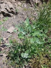 Chenopodium sosnowskyi