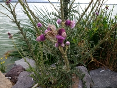 Cirsium