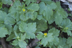 Ranunculus cappadocicus