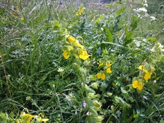 Rhynchocorys orientalis