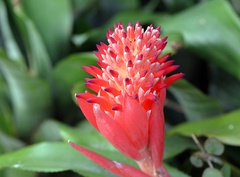 Billbergia pyramidalis