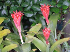 Billbergia pyramidalis