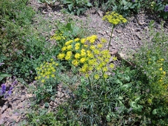 Peucedanum ruthenicum