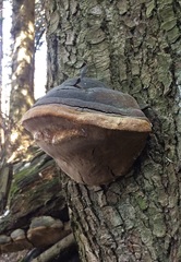 Fomitiporia hartigii