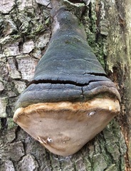 Fomitiporia hartigii