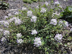 Ziziphora puschkinii