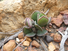 Adromischus caryophyllaceus