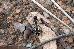 Traumatomutilla parallela