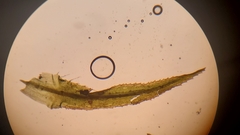 Bartramiopsis lescurii