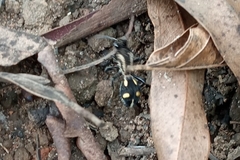 Traumatomutilla parallela