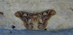 Rothschildia arethusa