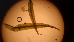 Bartramiopsis lescurii