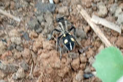 Traumatomutilla parallela