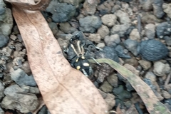 Traumatomutilla parallela