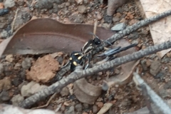 Traumatomutilla parallela