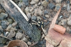 Traumatomutilla parallela