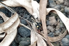 Traumatomutilla parallela