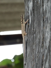 Lygodactylus mombasicus