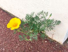Eschscholzia californica