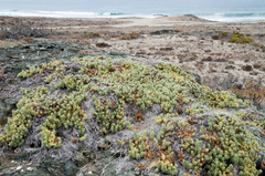 Nolana crassulifolia