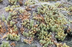 Nolana crassulifolia