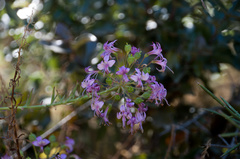 Alstroemeria revoluta