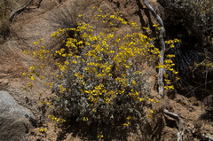 Calceolaria polifolia