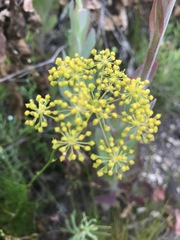 Glia prolifera