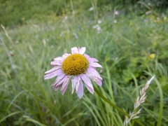 Tanacetum coccineum
