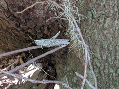 Schistocerca alutacea